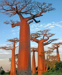 baobab-trees-paint-by-number