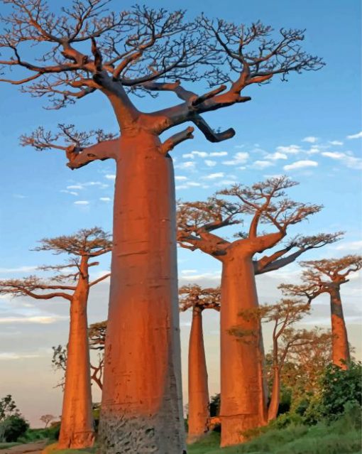 baobab-trees-paint-by-number