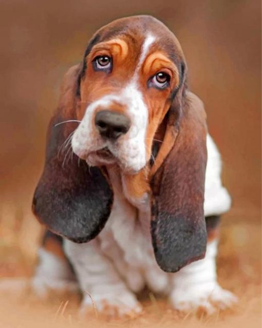 basset-hound-dog-paint-by-numbers