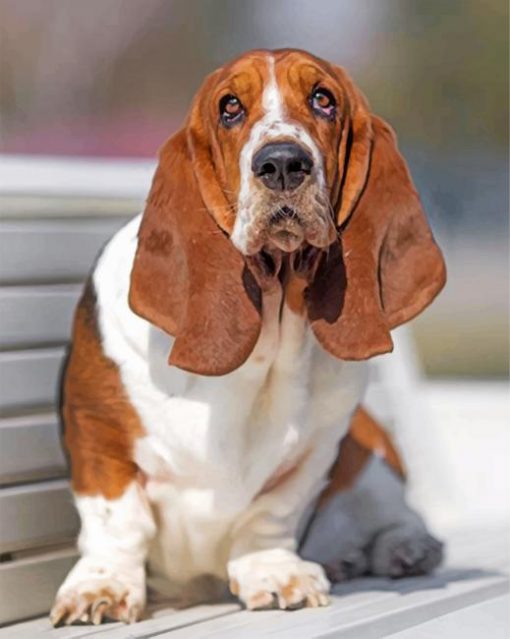 basset-hound-paint-by-number