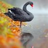 beautiful-black-swan-paint-by-numbers