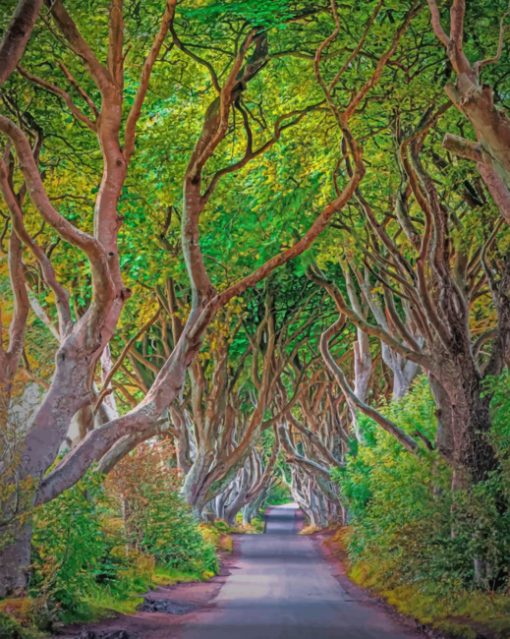 beautiful-dark-hedges-paint-by-number