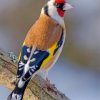 beautiful-goldfinch-paint-by-numbers