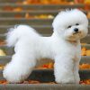 bichon-frise-puppy-paint-by-number