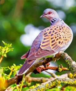 bird-turtle-dove-paint-by-number