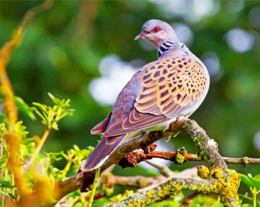 bird-turtle-dove-paint-by-number