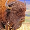bison-paint-by-number