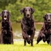Black American Lab ppaint by numbers