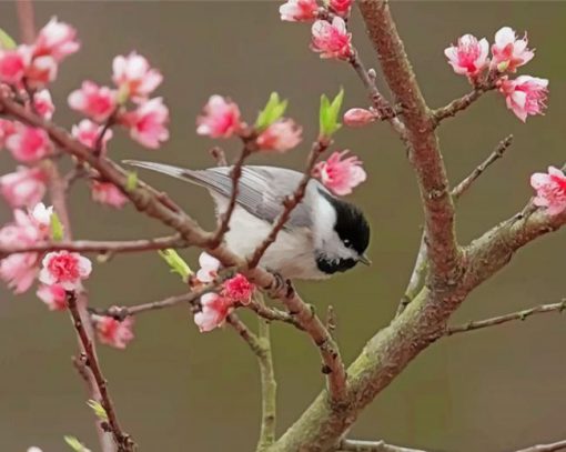 black-capped-chickadee-cherry-blossom-paint-by-numbers