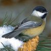 black-capped-chickadee-paint-by-number