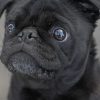 black-pug-paint-by-number