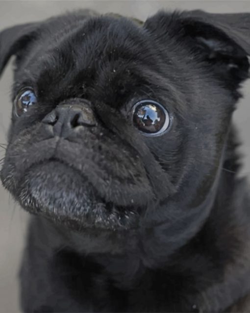black-pug-paint-by-number