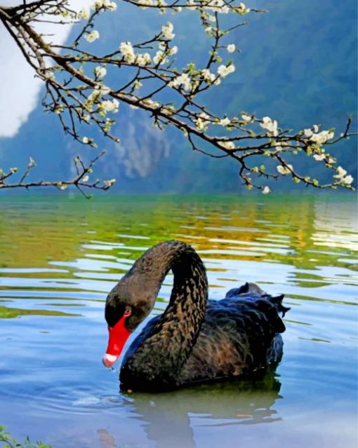black-swan-bird-1-paint-by-number