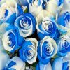 Blue And White Roses paint by numbers