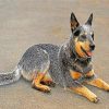 blue-heeler-paint-by-numbers