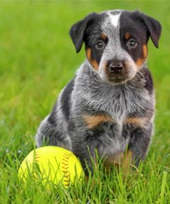 blue-heeler-puppy-sitting-in-grass-paint-by-numbers