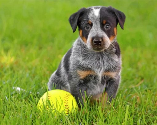 blue-heeler-puppy-sitting-in-grass-paint-by-numbers