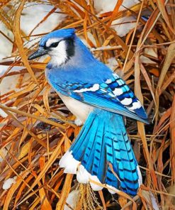 blue-jay-paint-by-number