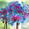 blue-orchid-flowers-paint-by-number