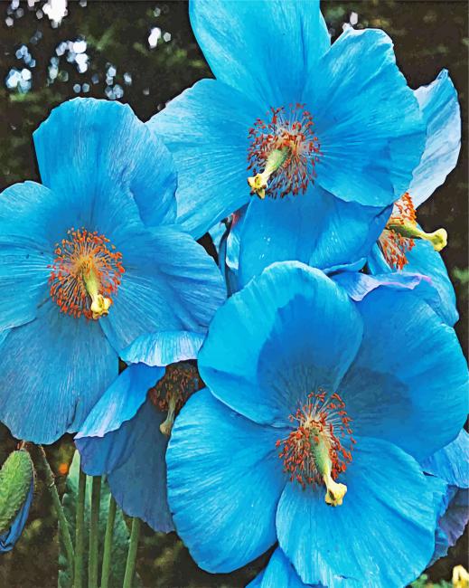 blue-poppies-paint-by-numbers