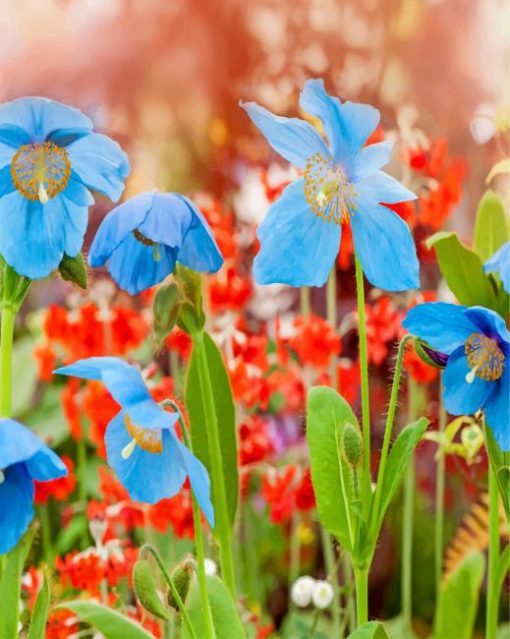 blue-poppy-plant-care-and-growing-guid-paint-by-number