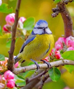 blue-tit-bird-paint-by-number
