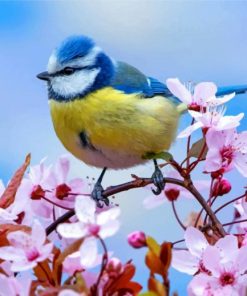 blue-tit-bird-paint-by-number