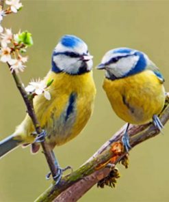blue-tit-birds-paint-by-numbers