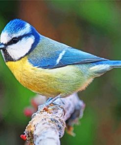 blue-tit-paint-by-numbers