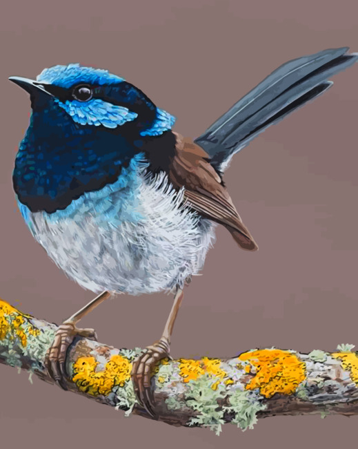 blue-wren-paint-by-number