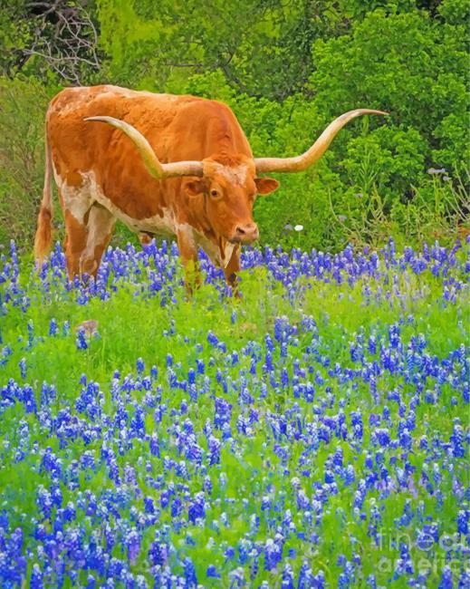 bluebonnet-and-longhorn-paint-by-number