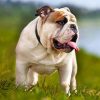 british-bulldog-pet-paint-by-numbers