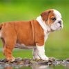 british-bulldog-puppy-paint-by-numbers