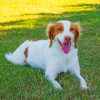 brittany-spaniel-animal-pet-paint-by-number
