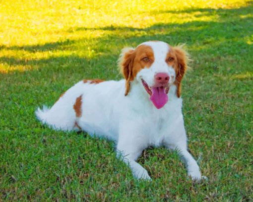 brittany-spaniel-animal-pet-paint-by-number
