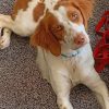 brittany-spaniel-dog-paint-by-number