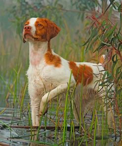 brittany-spaniel-dog-pet-paint-by-number