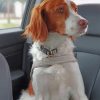 brittany-spaniel-paint-by-number