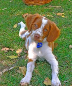 brittany-spaniel-pet-paint-by-number