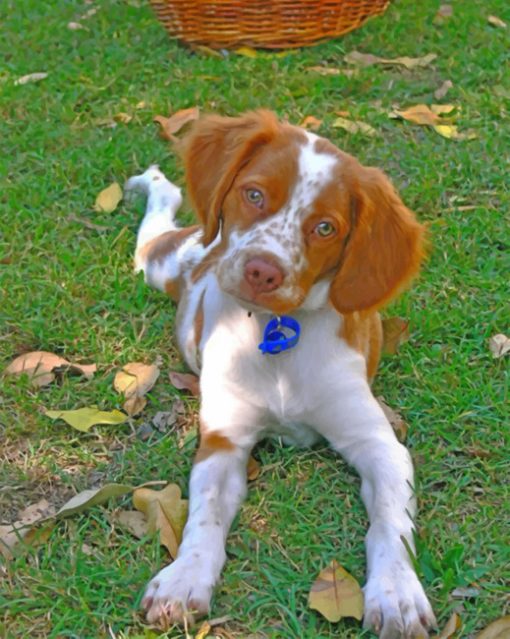 brittany-spaniel-pet-paint-by-number