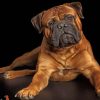 bullmastiff-paint-by-number