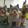 cairn-terriers-paint-by-number
