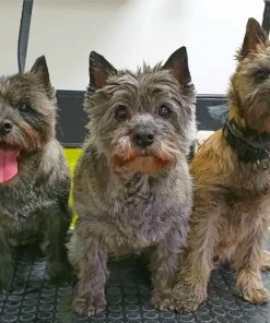 cairn-terriers-paint-by-number