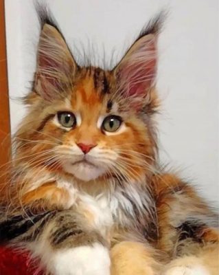 calico-cat-paint-by-numbers