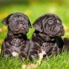 cane-corso-puppies-paint-by-number