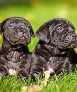 cane-corso-puppies-paint-by-number