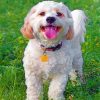 cavachon-dog-paint-by-number