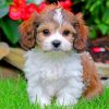 cavachon-pupppy-paint-by-number