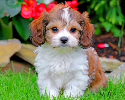 cavachon-pupppy-paint-by-number