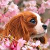 cavalier-puppy-and-blossoms-paint-by-numbercavalier-puppy-and-blossoms-paint-by-number